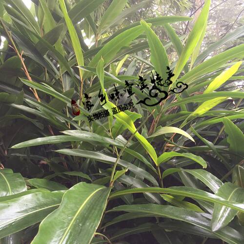 包邮10张新鲜良姜叶叶子四川宜宾特产包鸭儿粑猪儿粑 叶儿粑黄粑 - 图0