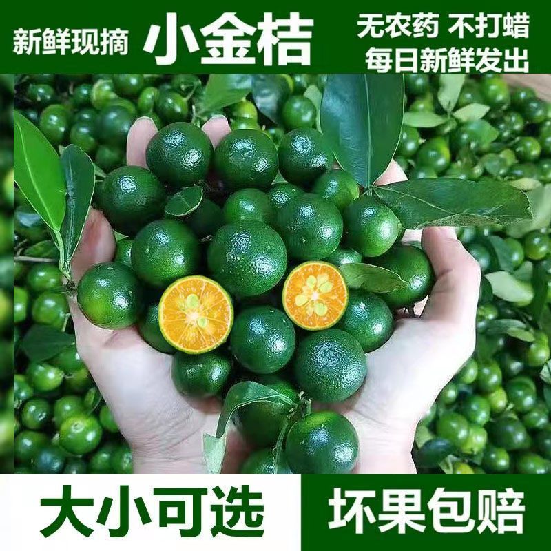 新鲜海南青金桔小金桔酸柠檬奶茶店专用小青柠1/3/5斤装整件免邮 - 图0