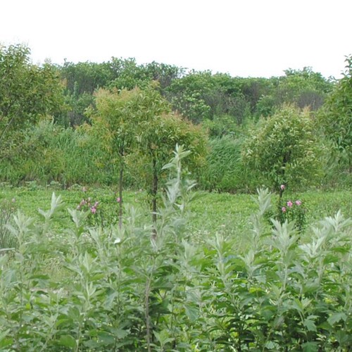 三年陈艾叶野生艾叶草洗澡泡脚包月子蕲哎茶艾条艾绒干家用艾草叶 - 图2