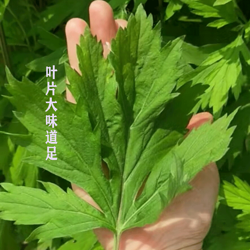 新鲜艾草整棵艾叶菖蒲清明节全株艾草叶长颗花束端午挂门艾蒿驱蚊-图1