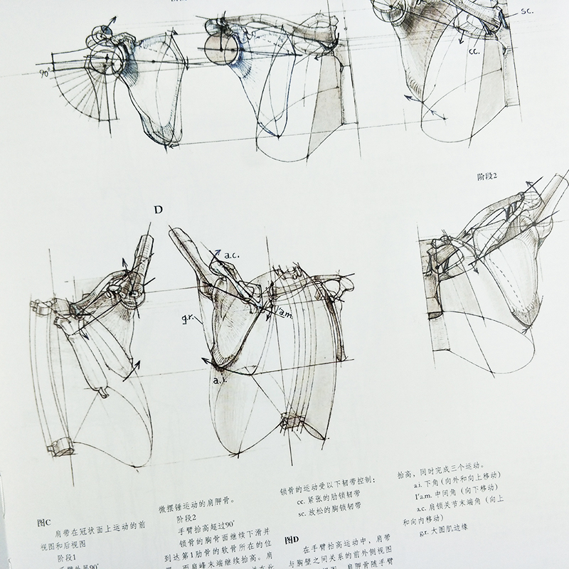 运动中的人体结构 彩色版 威尼斯美术学院 高清人体结构绘画教学手绘图赏析 骨骼解剖艺术素描动态人体人物素描临摹基础技法书籍 - 图2