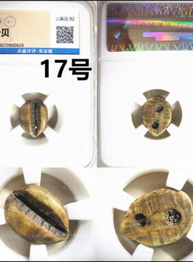 骨贝币贝币评级保真摆件