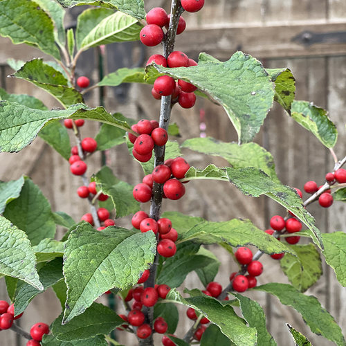 北美冬青盆栽相思红果绿植庭院树苗耐寒易成活阳台花园好养可插花 - 图3