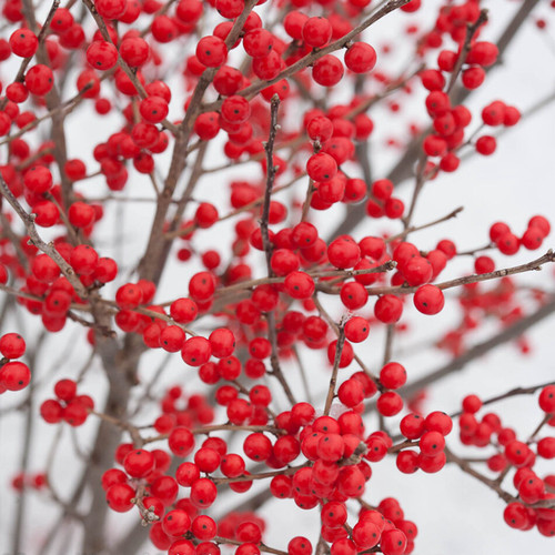 北美冬青盆栽相思红果绿植庭院树苗耐寒易成活阳台花园好养可插花 - 图2