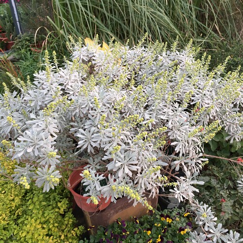 雪艾芙蓉菊盆栽艾菊野路菊银色系植物耐寒耐热多年生露天花园植物 - 图1