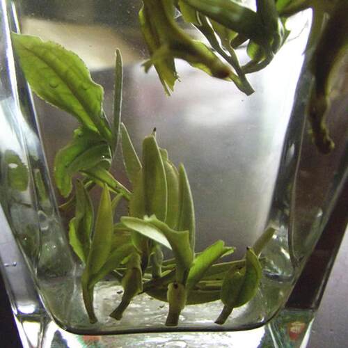 安徽霍山黄芽2026新茶春茶明前高山春茶叶黄茶绿茶500g包邮散罐装 - 图3