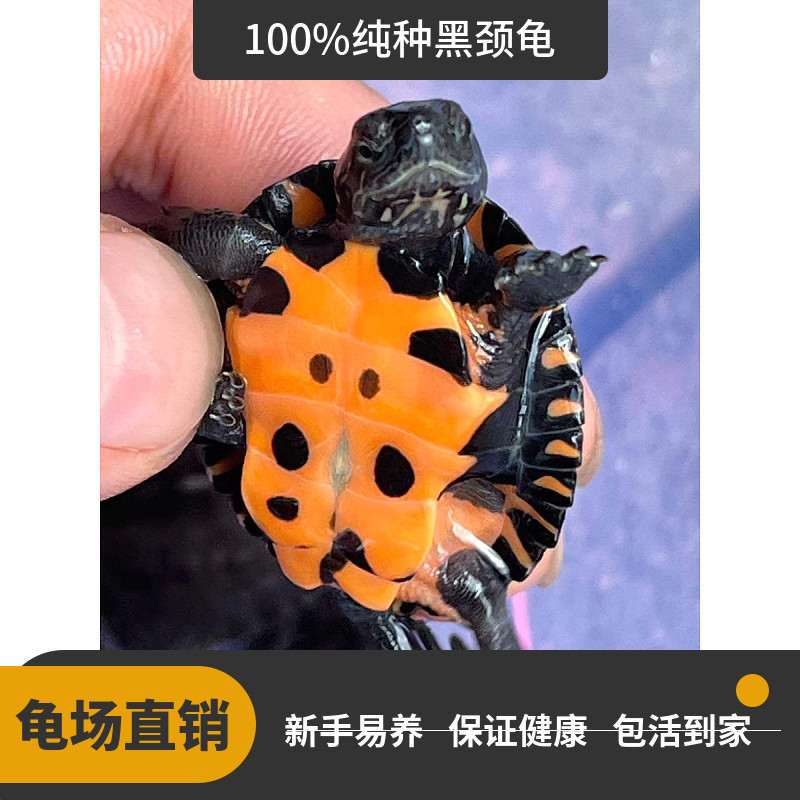 纯黑颈龟纯种韶关黑颈乌龟广西黑颈乌龟幼苗活体黑龟观赏龟招财小,淘宝优惠券,粉丝福利购,淘宝优惠卷