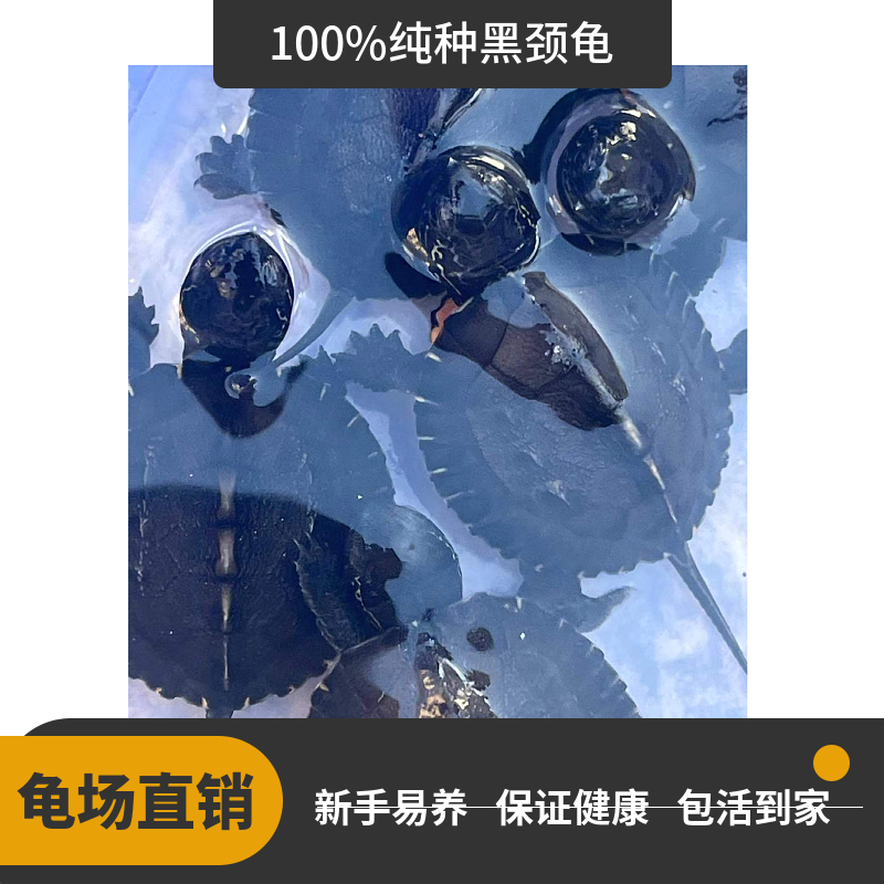 纯黑颈龟纯种韶关黑颈乌龟广西黑颈乌龟幼苗活体黑龟观赏龟招财小,淘宝优惠券,粉丝福利购,淘宝优惠卷