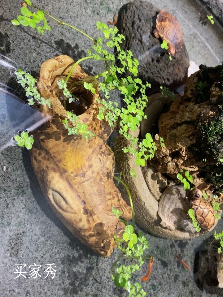 陶瓷躲避屋水族箱摆件鱼缸造景陶罐躲避洞穴虾屋造景石山装饰摆件 - 图2