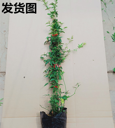 木香花苗 黄木香 白木香 红木香 木香花苗爬藤植物 庭院阳台观花 - 图1