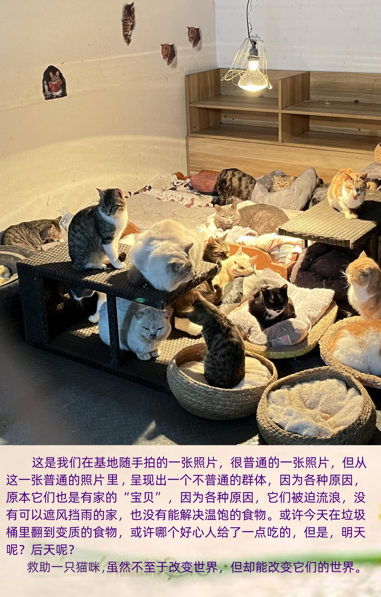 购买明信片帮助护生园流浪猫咪救援基地照顾救助流浪猫猫动物猫粮 - 图0