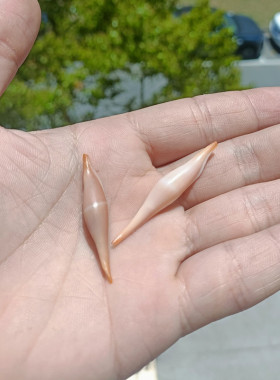 海螺贝壳鱼缸天然标本螺