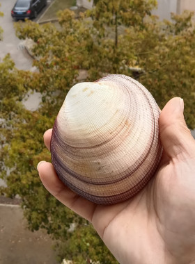 天然巨鸟贝情侣贝鸟尾蛤海螺贝壳家居摆件海洋风装饰鱼缸造景道具