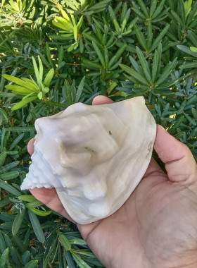天然海螺贝壳乳白凤凰螺收藏礼品摆件装饰品海岛纪念品标本螺鱼缸