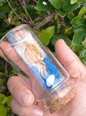 包邮天然海螺贝壳螃蟹标本漂流许愿瓶手工制作海岛礼品纪念品摆件