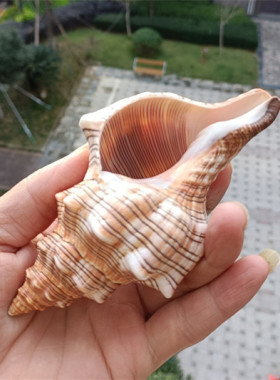 包邮天然海螺贝壳羊角装饰摆件