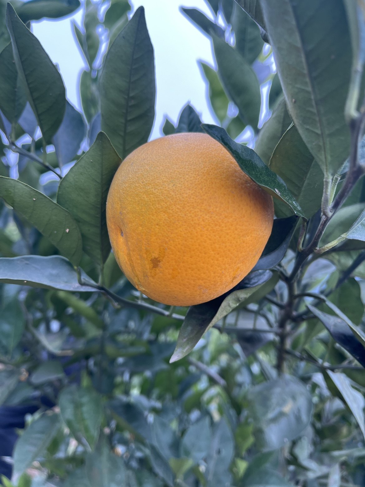 沃柑农家自产甜蜜多汁柑橘橘子新鲜水果10斤包邮,淘宝优惠券,粉丝福利购,淘宝优惠卷