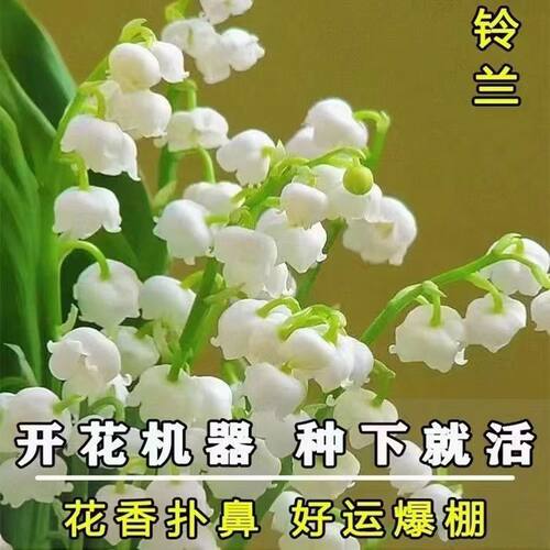 【浇水就能活】浓香型多头铃兰花苗带芽带根花卉盆栽耐寒耐热好养 - 图3