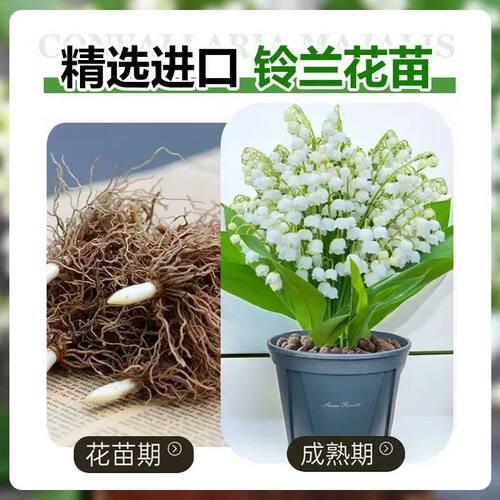 【浇水就能活】浓香型多头铃兰花苗带芽带根花卉盆栽耐寒耐热好养 - 图2