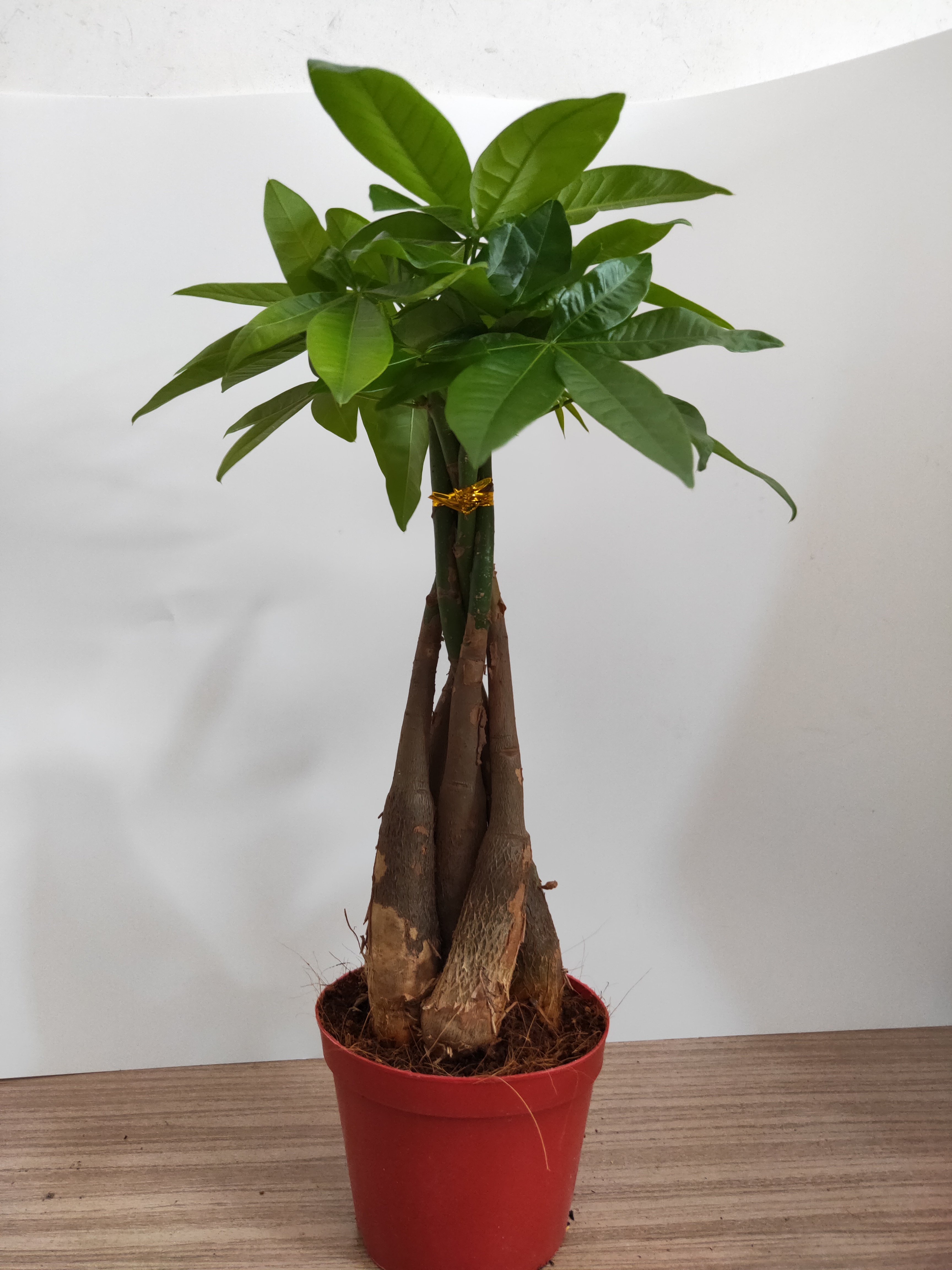 发财树直杆 5颗辫子 大颗发财树室内客厅办公室桌面吸甲醛净化空