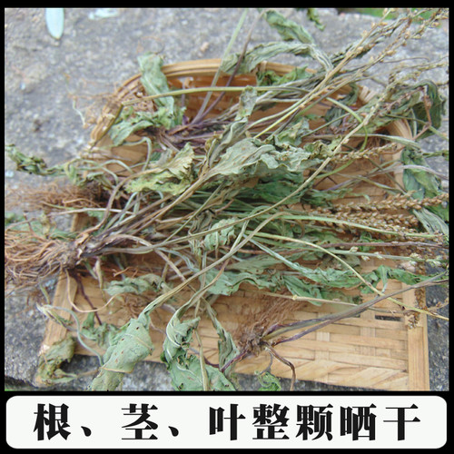 深山农家采挖整颗车前草干野外生长车钱干货草农家自晒药材车轮菜 - 图1