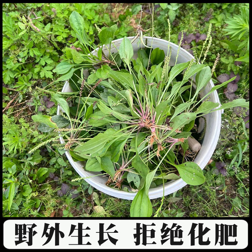 深山农家采挖整颗车前草干野外生长车钱干货草农家自晒药材车轮菜 - 图0