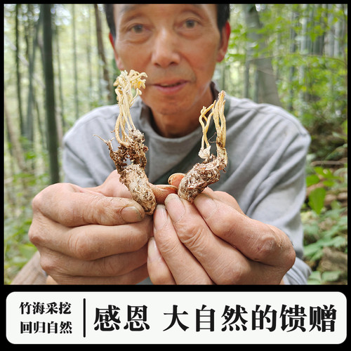 正宗金蝉花大别山竹海金禅花虫草深山野外生金婵花知了花煲汤药材 - 图0