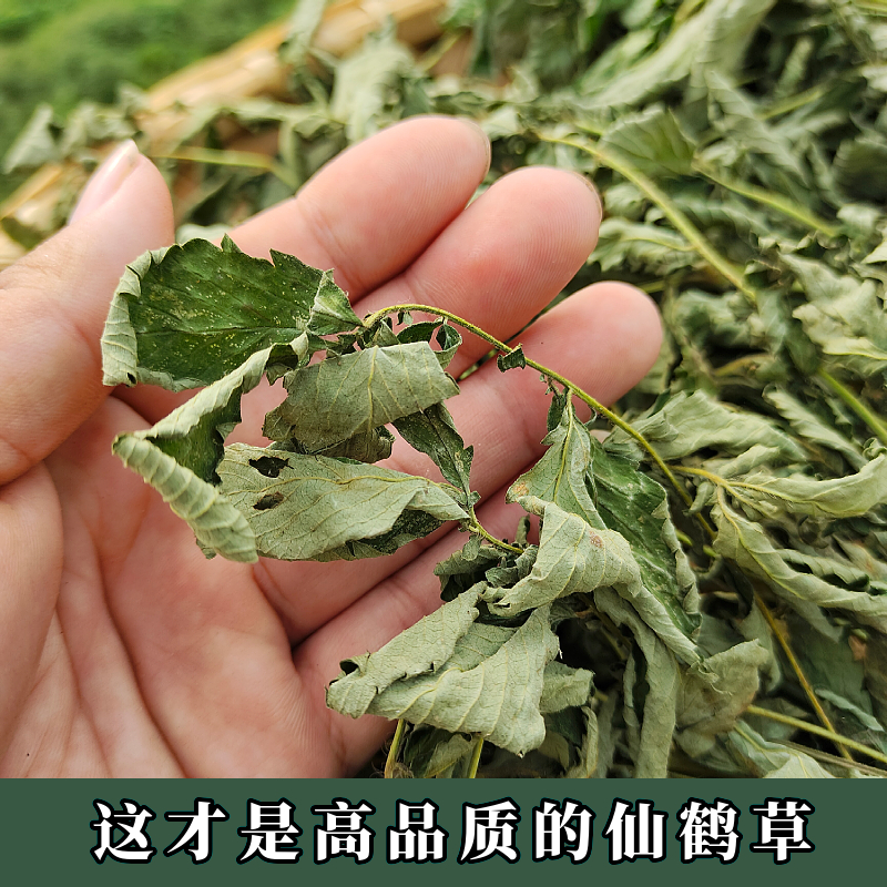 【野生仙鹤草】龙牙草大别山中药材500g克包邮龙芽草脱力草狼牙草-图1