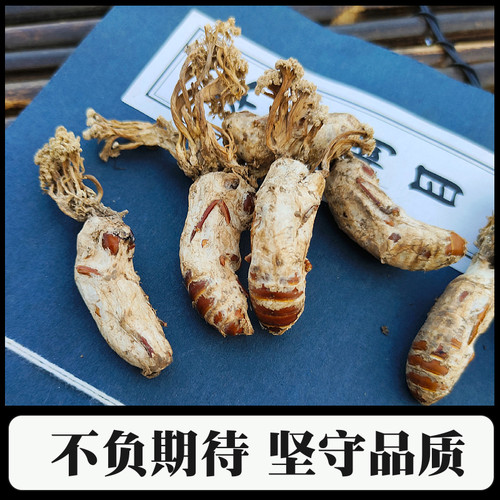 正宗金蝉花大别山竹海金禅花虫草深山野外生金婵花知了花煲汤药材 - 图3