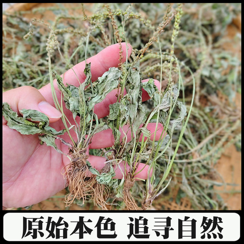 深山农家采挖整颗车前草干野外生长车钱干货草农家自晒药材车轮菜 - 图2