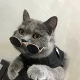 Cold - это котенок домашний кошачьи аксессуары солнцезащитные очки, метод борьбы с собачьими очками PET фото декоративные реквизиты