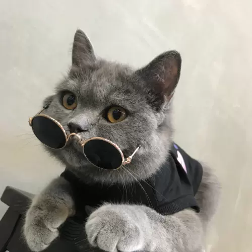 Cold - это котенок домашний кошачьи аксессуары солнцезащитные очки, метод борьбы с собачьими очками PET фото декоративные реквизиты