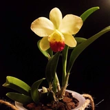 Orchid-Yanglan-Mini Caterland Big Flower Carter Flade Miao Lao Miao практикует случайное сорт