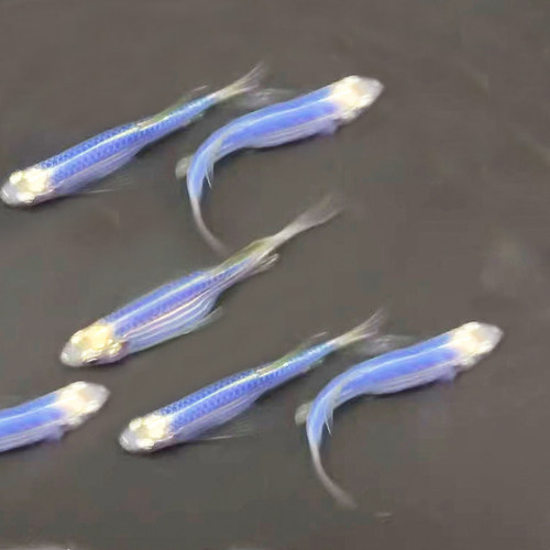 水族观赏鱼活体蝶翼大斑马鱼淡水耐寒草缸热带小型糖果色灯鱼套餐 - 图0