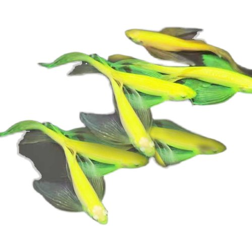 水族观赏鱼活体蝶翼大斑马鱼淡水耐寒草缸热带小型糖果色灯鱼套餐 - 图3