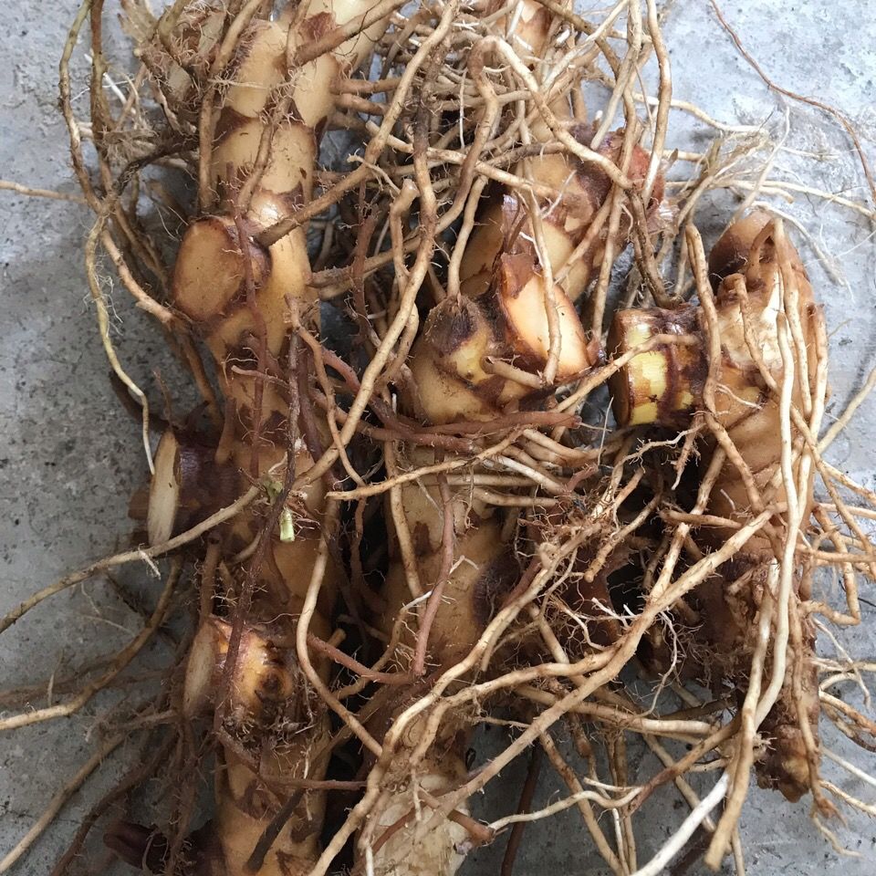 新鲜现挖闭鞘姜头中草药白石笋罗汉姜根闭鞘姜头根发货500克