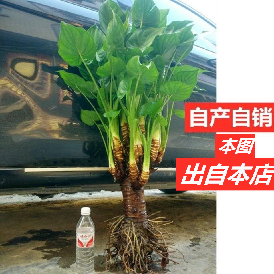 霸王芋滴水观音小叶子千手观音绿植水培植物龟背竹万年青合果芋-图0