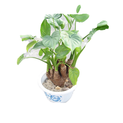 滴水观音绿植水培植物水培富贵竹绿萝龟背竹万年青合果芋大叶绿植 虎窝淘