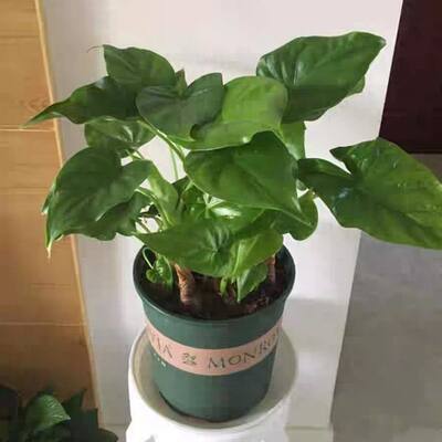 滴水观音绿植水培植物水培富贵竹绿萝龟背竹万年青合果芋大叶绿植 虎窝淘