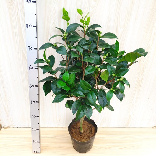 宫粉茶花盆栽小桃红苗当年开花绿植花卉阳台客厅花苗庭院盆景植物 - 图1
