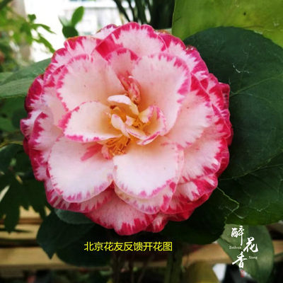 白衣大皇冠茶花盆栽苗当年开花绿植花卉盆栽阳台客厅庭院名贵好养 虎窝淘