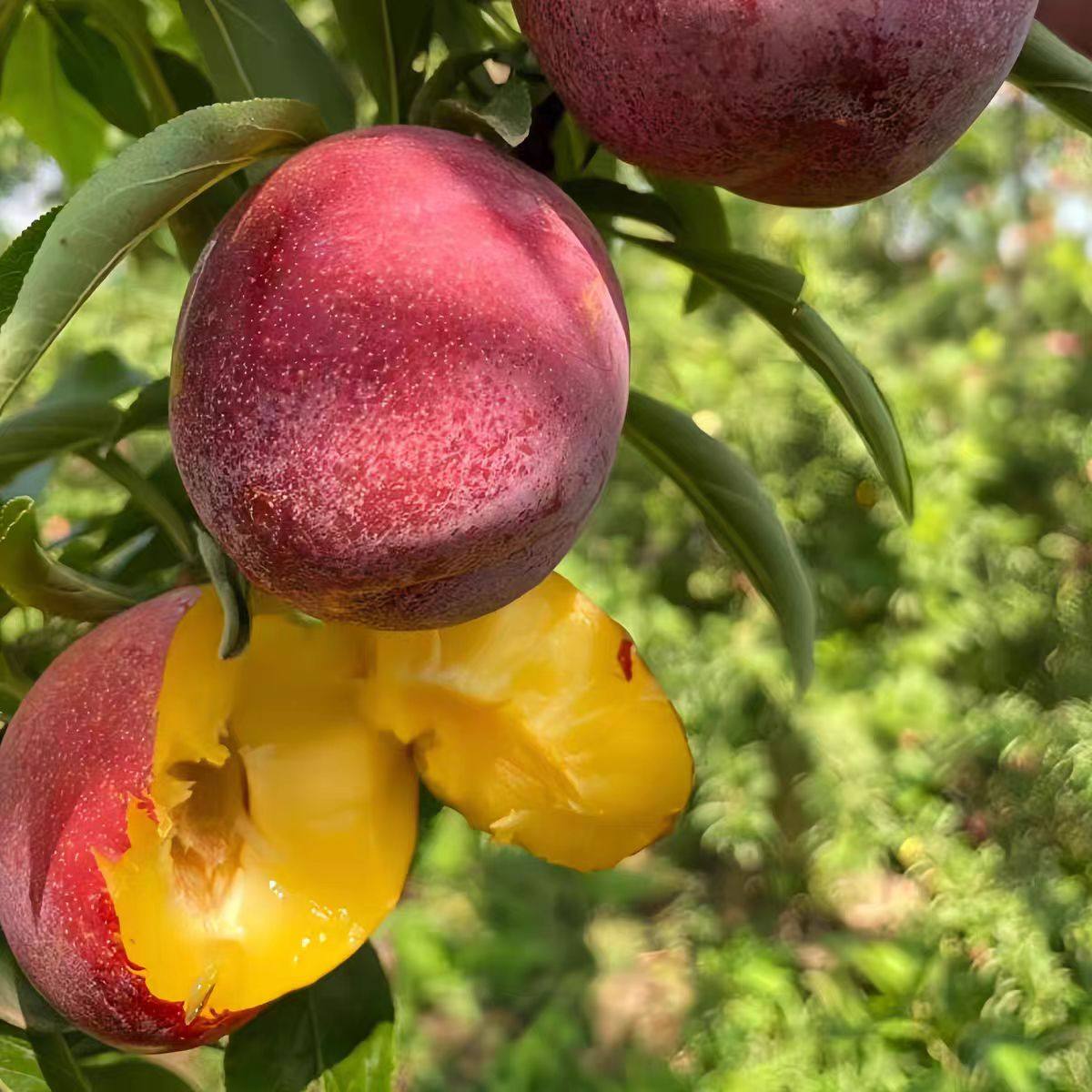 特产进口恐龙蛋大李子新鲜水果当季孕妇甜脆宝石李珠宝凤凰李新鲜,淘宝优惠券,粉丝福利购,淘宝优惠卷