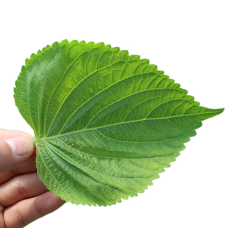 新鲜苏子叶韩国烤肉叶东北包饭叶紫苏叶日本料理嫩叶大叶青菜,淘宝优惠券,粉丝福利购,淘宝优惠卷