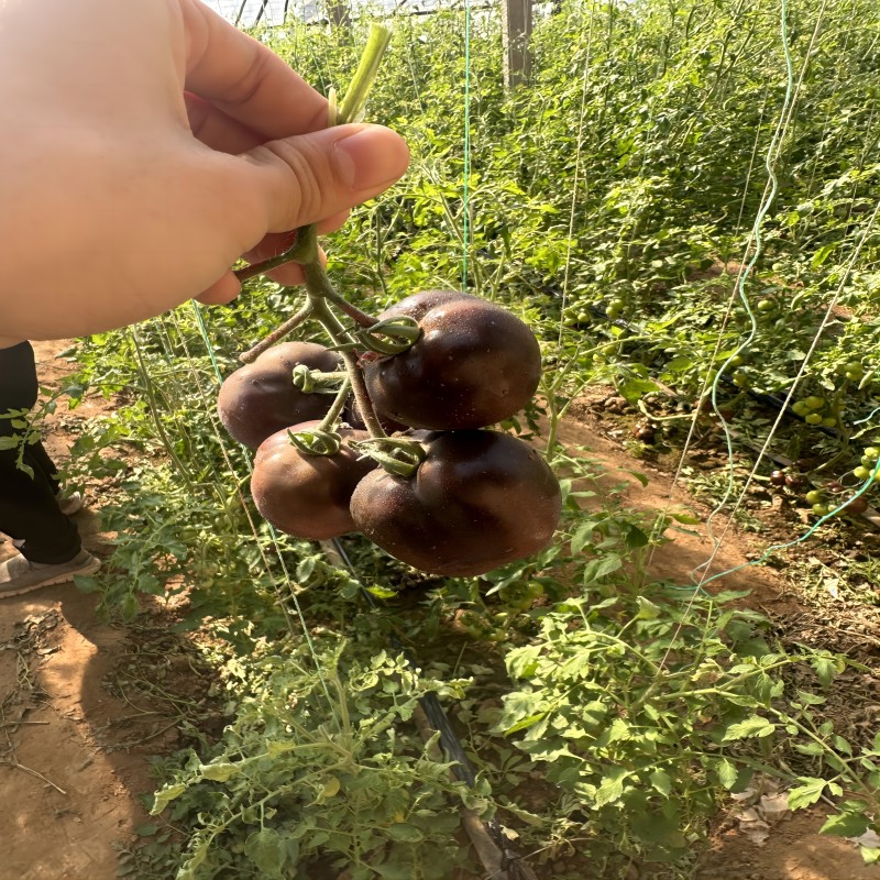 【顺丰】山东寿光黑紫色小番茄即食黑玫瑰圣女果花青素水果-图2