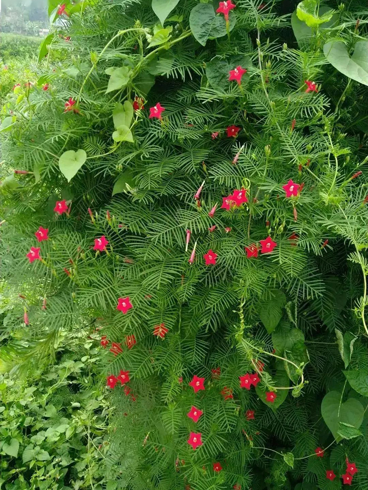 庭院植物花卉爬藤花种籽子四季播种开花羽叶茑萝花种子五角星花籽 - 图0