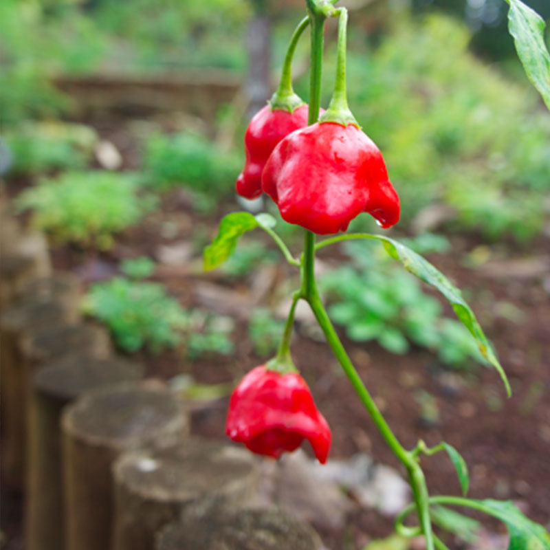 灯笼椒花,辣子_大山谷图库