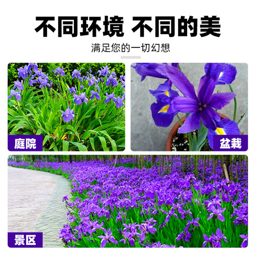 蓝花鸢尾种子耐阴耐寒花籽四季播种易活蓝色宿根花卉庭院盆栽常青 - 图3