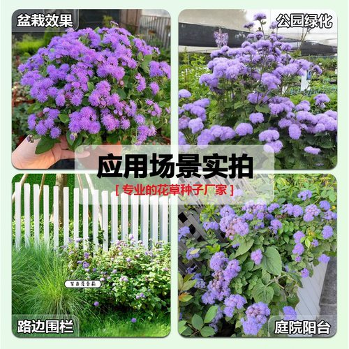室内外果园驱蚊除虫花卉藿香蓟花种子籽盆栽地被霍香庭院耐热花籽 - 图0
