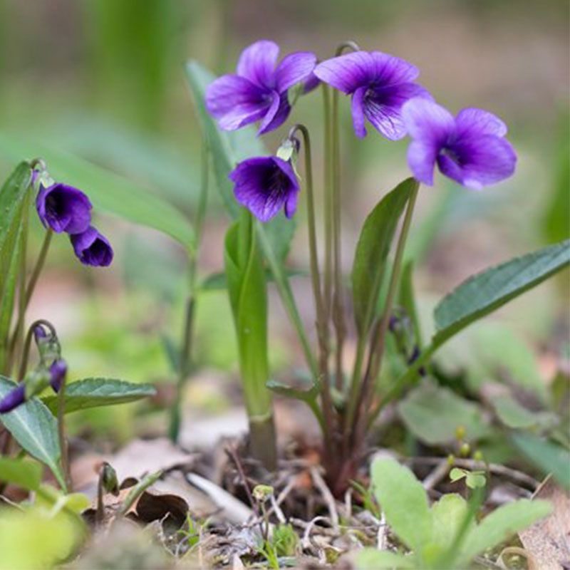 可种在草坪里花卉紫花地丁种子野堇菜花籽多年生耐阴地被护庭植物 - 图2