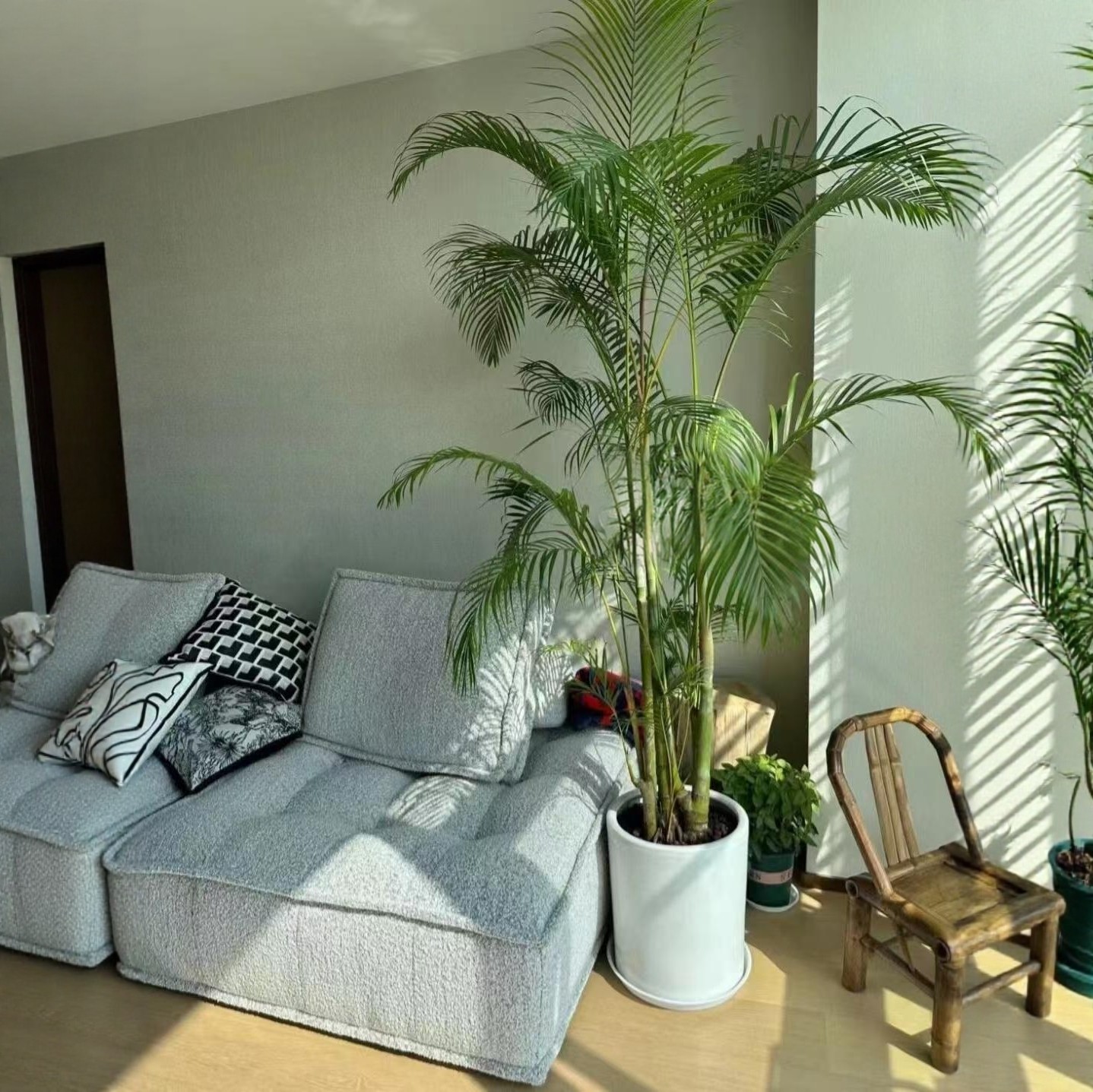 老桩散尾葵盆栽大型绿植室内客厅网红植物椰子树凤尾竹庭院工作室,淘宝优惠券,粉丝福利购,淘宝优惠卷